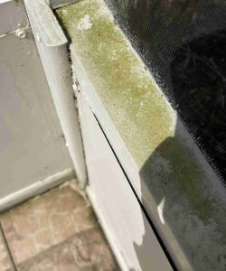 Green mold or mildew growing on the edge of a white window frame next to a mesh screen and tiled floor.