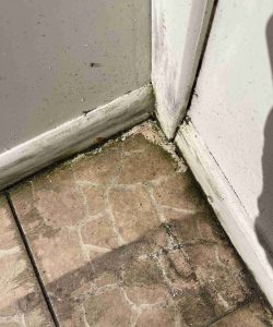 Mold and dirt buildup in the corner of a tiled floor next to a white door and wall.