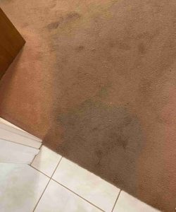Brown carpet with visible dark stains next to a white tiled floor, and a partial view of a person's foot.